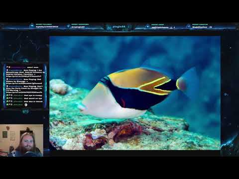 Video: Puas triggerfish muaj nplai?