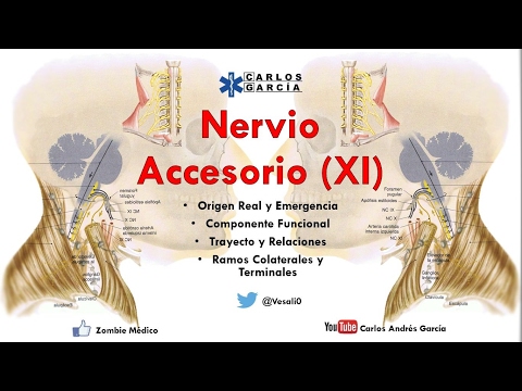 Vídeo: Breve Estimulación Eléctrica Intraoperatoria Del Nervio Accesorio Espinal (BEST SPIN) Para La Prevención De La Disfunción Del Hombro Después De La Disección Oncológica Del Cuello: