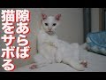 ウチューネコチャン、隙あらば猫をサボる　My spacecat loafs on the job