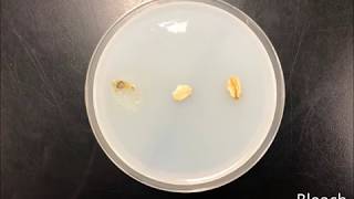 The Chemotaxis of Physarum Polycephalum