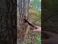 Capture de la vidéo My Favorit Camping Bushcraft Tool The Tomahawk/Hammerhawk From Cold Steel 🪓🔥