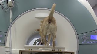 Snippet: Dogs undergo fMRI to show off their numbers skills