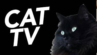 CAT TV | 20 Hours In The Wild with Exotic Birds! | Ultimate Cat Entertainment Video by Relax My Cat - Relaxing Music for Cats 1,719 views 2 months ago 20 hours