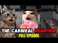Cat memes the carnival compilation  extra scenes