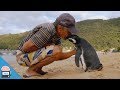 Dieser Pinguin schwimmt jedes Jahr tausende Kilometer, um seinen Freund zu besuchen