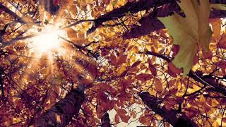 Autumn - Leaf Fall, No Copyright Background Videos, Free Video Loop, Background Video