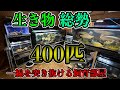 総勢400匹🫢一線の壁を越えた❗️超過密飼育で大型化へ超急成長させる⚡️生き物大好き飼育者！アロワナ　ダトニオ　スネークヘッド　ナマズ系　バルブ系　コリドラス　カブトムシ　亀『アクアリウム』ペット