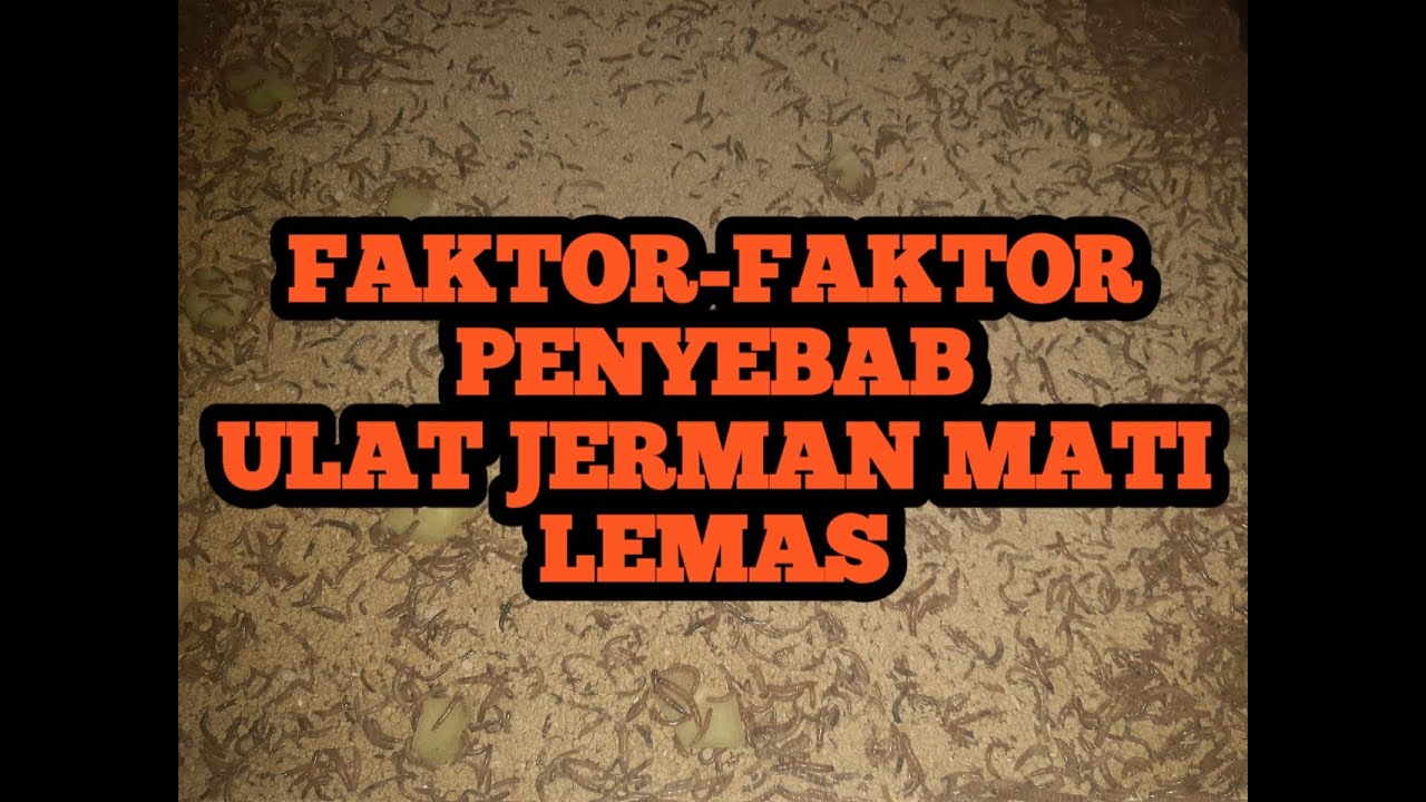 CARA MENGATASI ULAT JERMAN MATI LEMAS