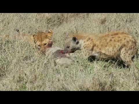 Hyena vs Lion fight to death||Lion vs hyena #lion #hyena - YouTube