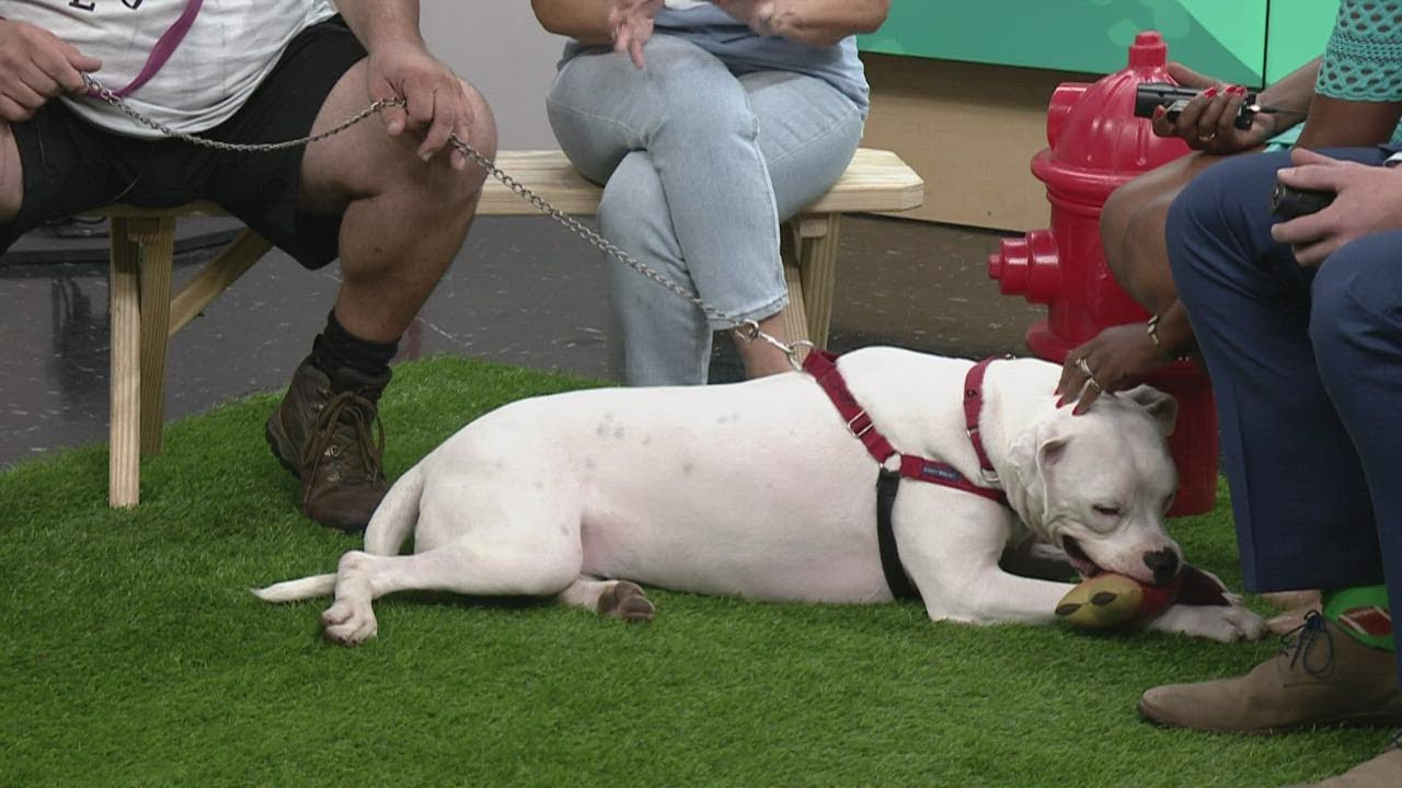 Ready Pet Go! Pet of the week from Parma Animal Shelter YouTube