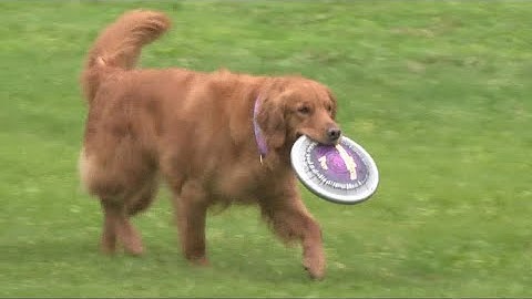 Dog Frisbee Toss and Fetch League: What to know