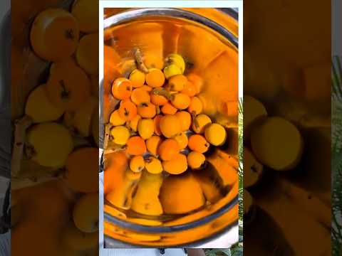 Day 15 Growing Loquats Gardening Gardeningtips Fruittrees