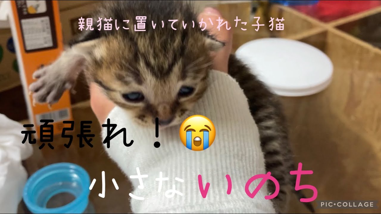 母猫に置いていかれた子猫を保護 頑張れ 小さな命 Youtube