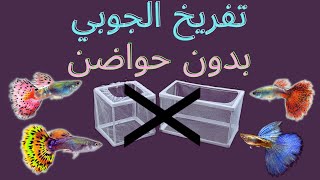 guppy fish breeding تفريخ سمكة الجوبي