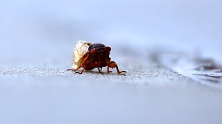 Cicadas create a buzz in central Illinois!