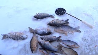 В ПЕРВЫЙ РАЗ за ЗИМНИМ КАРАСЕМ Зимняя рыбалка 2022 на КАРАСЯ 