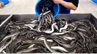 Amazing Eel restaurant that fillets 6000 eels a month, Charcoalgrilled Eel, Korean seafood barbecue