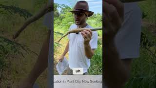 Moringa Farm Update Thriving Orchard &amp; Adopt a Tree Program!