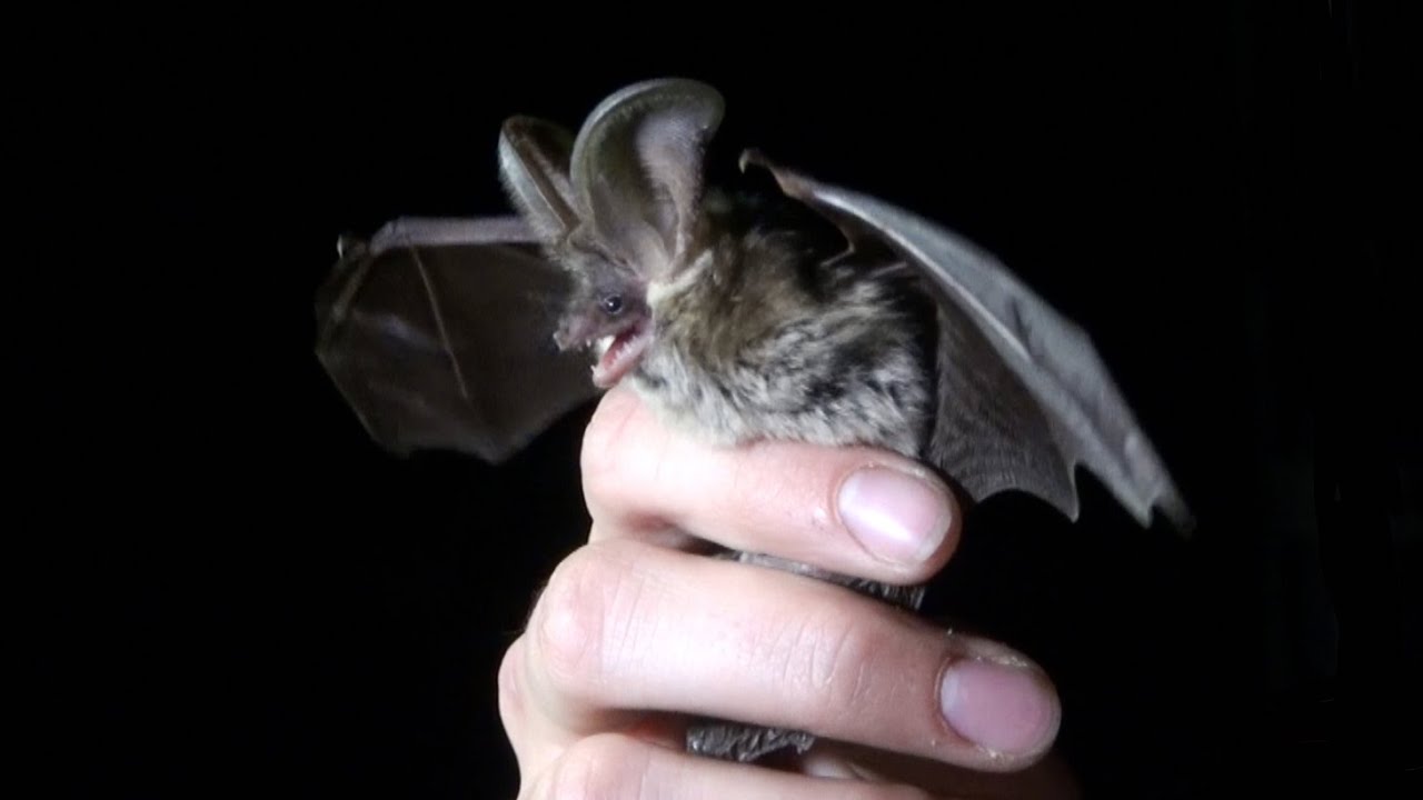 Une Nuit Au Paradis Des Chauves Souris Youtube