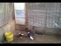 حمام يتشقلب ارضي2 Mp4 