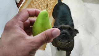 can dog eat Pears? first pear for my pitbull by Dog Passion 807 views 2 years ago 8 minutes, 50 seconds