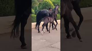 Blue short video clip #horse #meharbaan #equestrianjourney #horsehorsehorse