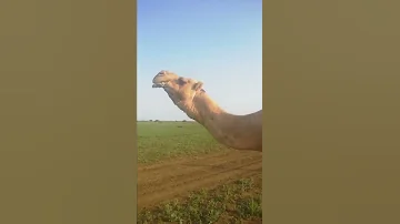 البطانه ودام طين مع وتر حنين 