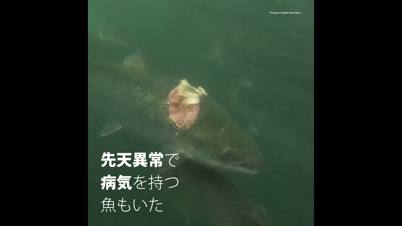 チリ産 鮭 危険