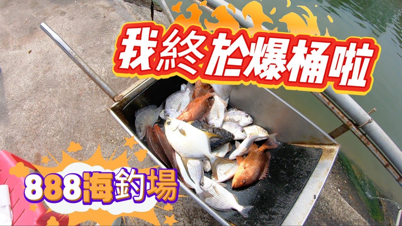 我終於在 #八里 #888海釣場 爆筒啦，爽啦。最近太熱所以改打母光，沒想到班頭大軍來襲，開單10分鐘就已經連釣4隻，還不趕快衝一波