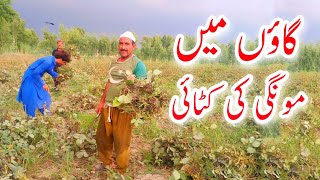 The Mongi crop is ready to be harvested | مونگی کے فصل کی کٹائی | Village Tv.