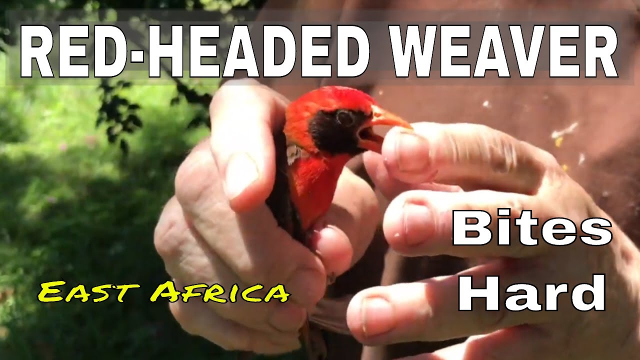 Red-Headed Weaver ~ Anaplectes rubriceps leuconotus subspecies 