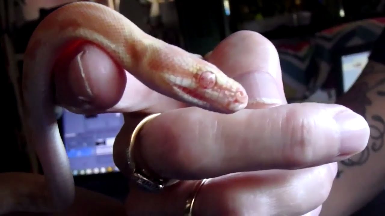 baby snakes in texas Catch-Up With Amaya My Tri-Colour Albino Darwin Carpet Python