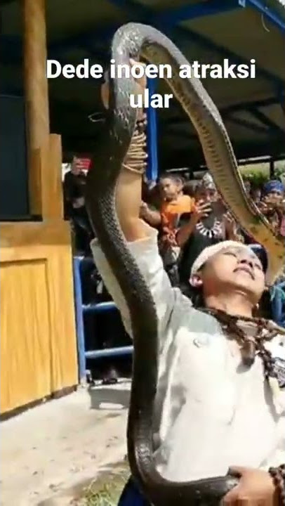 Dede inoen atraksi king cobra🔥🔥