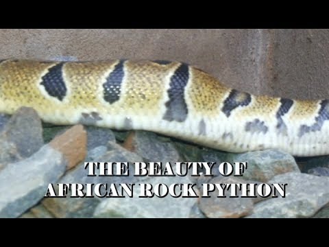 AFRICAN PYTHON ][ THE BEAUTY OF AFRICAN ROCK PYTHON Snake