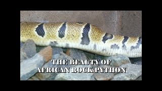 AFRICAN PYTHON ][ THE BEAUTY OF AFRICAN ROCK PYTHON Snake Profile