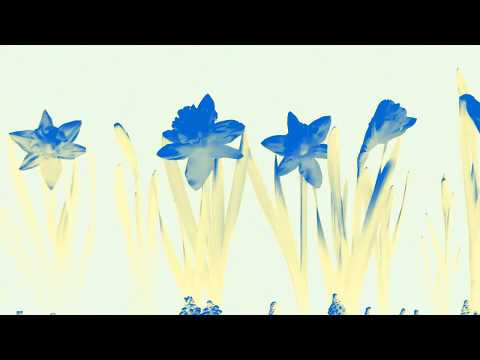 Radical Face - Waltzing In The Ashes (Missing Film)