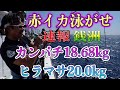 速報！赤イカ泳がせin銭洲。とび島丸。カンパチ18.68kg他ヒラマサ20.0kg