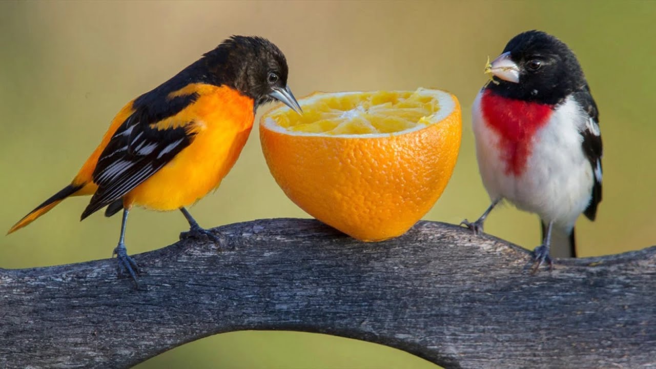 Colorful Wild Birds Eating Fruit Bird Feeding on a Twig Cute Animals