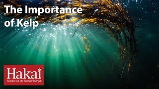 The Importance of Kelp