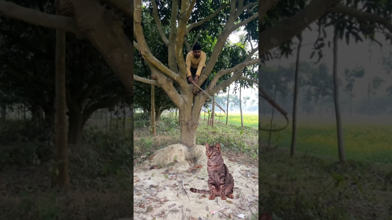 catching cat 😺 part 571 😱 VFX funny 