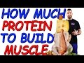 How Much PROTEIN to BUILD MUSCLE | How much protein do I need to build muscle