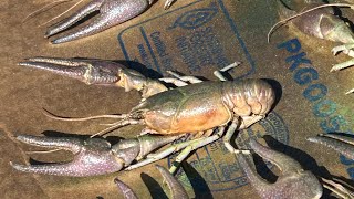 Painting Crayfish for Taxidermy