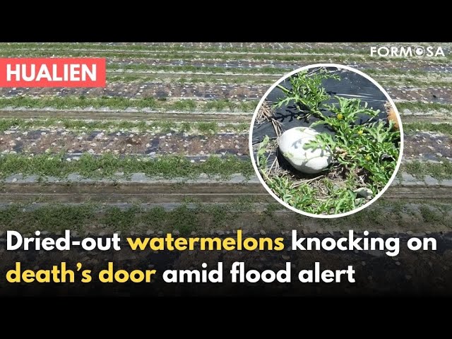 Alert for barrier lake in Hualien is causing nearby crops to wither｜Taiwan News