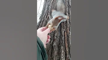 Злые белки / Angry Squirrels