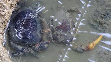 Con Cua Đồng lột xác