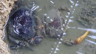 Con Cua Đồng lột xác - YouTube