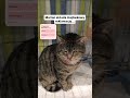 Nasz romantyczny koci niedźwiadek szuka domku! #szukamdomu #adopcja