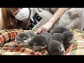 カワウソに4つ子の赤ちゃんが生まれたので一緒に寝てみました