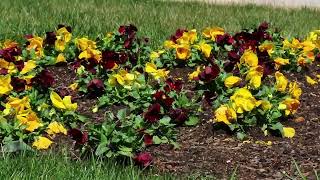 Retailers Add Value with Attractive Landscaping from Dare Commercial Services B..To..B