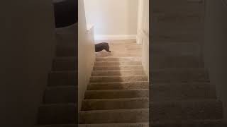 Dog Struggles to Find Mom Calling Her From Top of Stairs